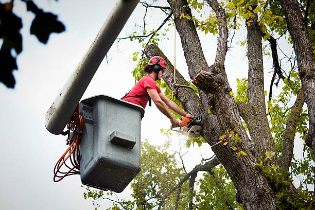 How Our Tree Care Process Works  in  Country Knolls, NY